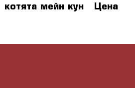 котята мейн кун › Цена ­ 10 000 - Красноярский край, Красноярск г. Животные и растения » Кошки   . Красноярский край,Красноярск г.